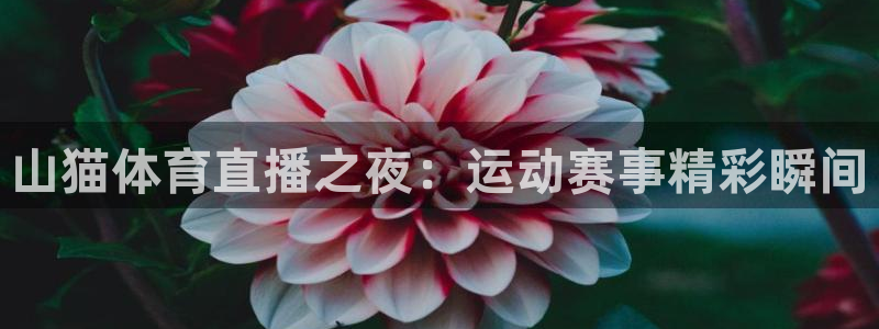 山猫体育直播之夜：运动赛事精彩瞬间
